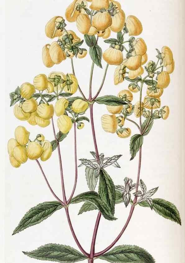 Reproducción/Reproduction 49823249732: Edwards's botanical register.. London :James Ridgway,1829-1847.. 