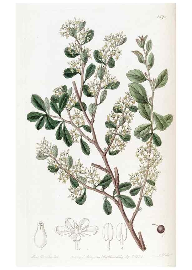 Reproducción/Reproduction 49823243237: Edwards's botanical register.. London :James Ridgway,1829-1847.. 