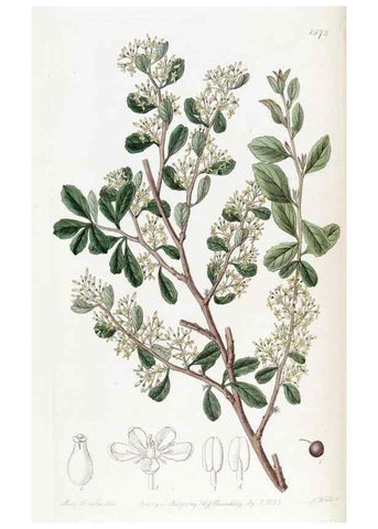 Reproducción/Reproduction 49823243237: Edwards's botanical register.. London :James Ridgway,1829-1847.. 