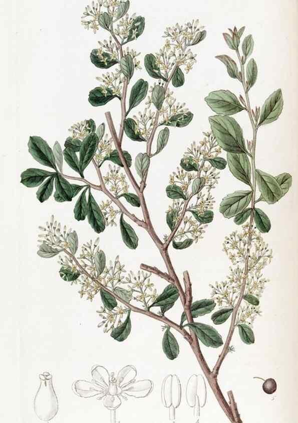 Reproducción/Reproduction 49823243237: Edwards's botanical register.. London :James Ridgway,1829-1847.. 