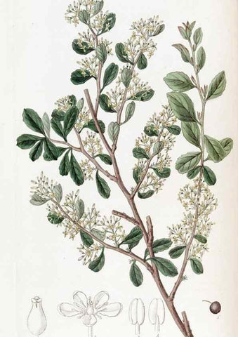 Reproducción/Reproduction 49823243237: Edwards's botanical register.. London :James Ridgway,1829-1847.. 