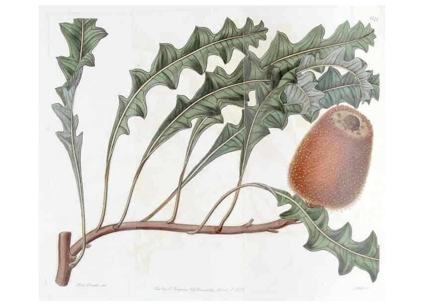 Reproducción/Reproduction 49823242812: Edwards's botanical register.. London :James Ridgway,1829-1847.. 