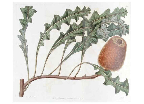 Reproducción/Reproduction 49823242812: Edwards's botanical register.. London :James Ridgway,1829-1847.. 