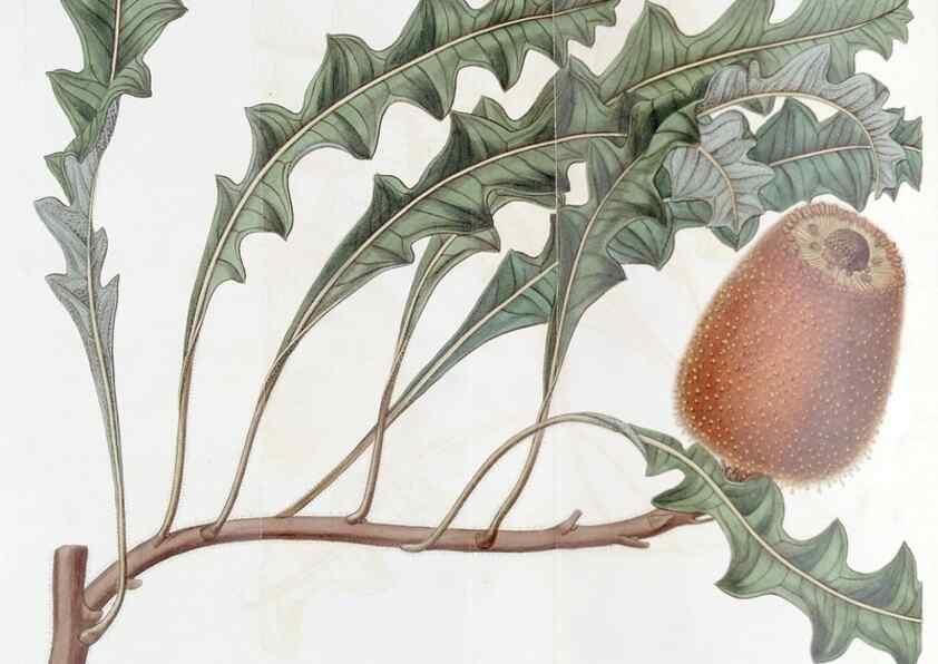 Reproducción/Reproduction 49823242812: Edwards's botanical register.. London :James Ridgway,1829-1847.. 