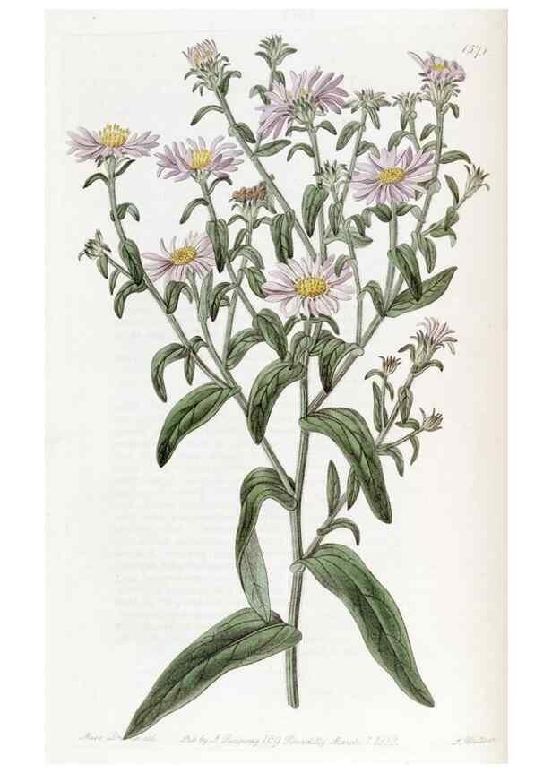 Reproducción/Reproduction 49822924861: Edwards's botanical register.. London :James Ridgway,1829-1847.. 