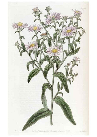 Reproducción/Reproduction 49822924861: Edwards's botanical register.. London :James Ridgway,1829-1847.. 