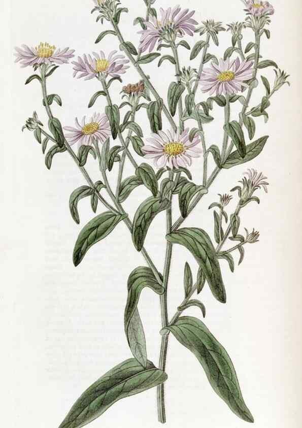 Reproducción/Reproduction 49822924861: Edwards's botanical register.. London :James Ridgway,1829-1847.. 