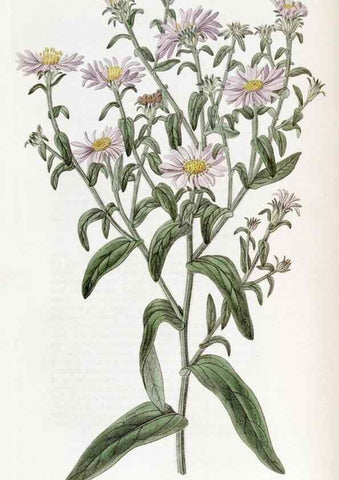 Reproducción/Reproduction 49822924861: Edwards's botanical register.. London :James Ridgway,1829-1847.. 