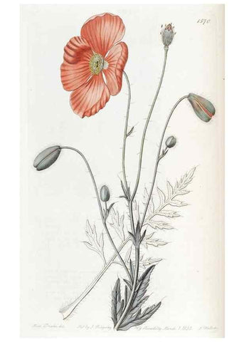 Reproducción/Reproduction 49822391223: Edwards's botanical register.. London :James Ridgway,1829-1847.. 