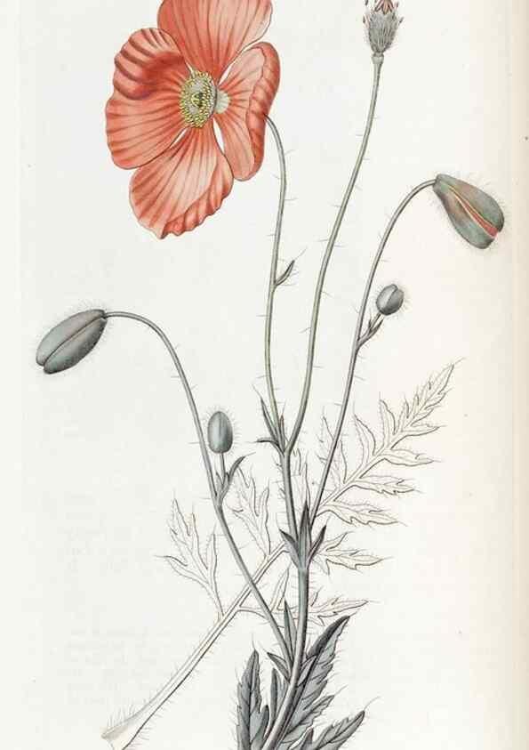 Reproducción/Reproduction 49822391223: Edwards's botanical register.. London :James Ridgway,1829-1847.. 