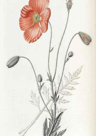 Reproducción/Reproduction 49822391223: Edwards's botanical register.. London :James Ridgway,1829-1847.. 