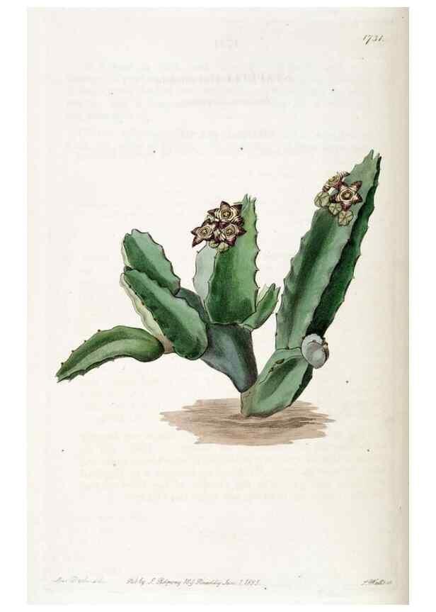Reproducción/Reproduction 49823017862: Edwards's botanical register.. London :James Ridgway,1829-1847.. 
