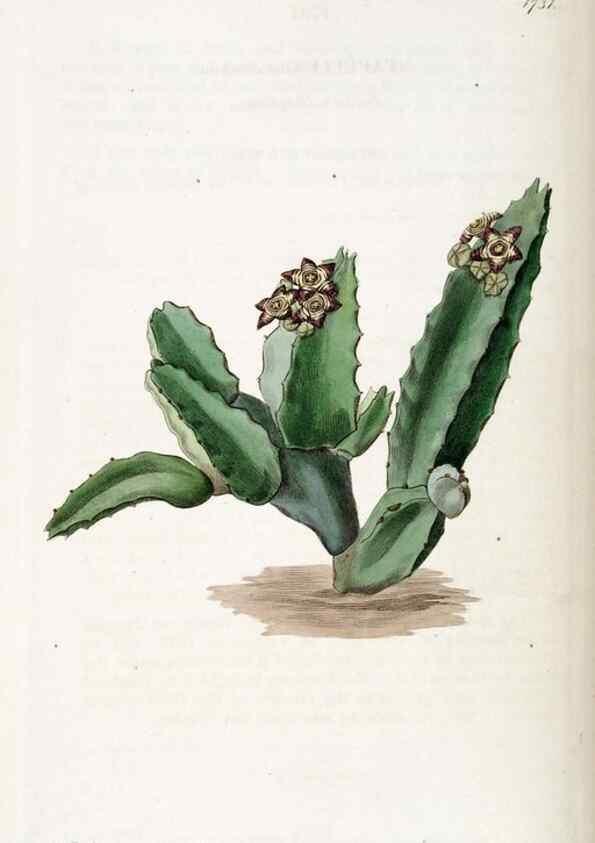 Reproducción/Reproduction 49823017862: Edwards's botanical register.. London :James Ridgway,1829-1847.. 