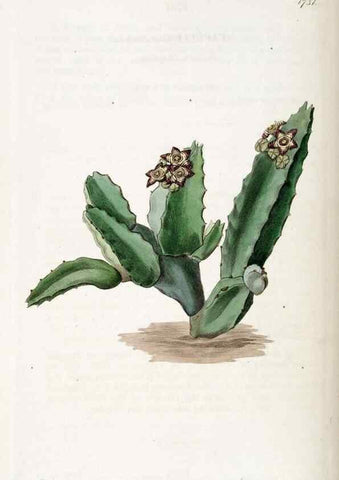 Reproducción/Reproduction 49823017862: Edwards's botanical register.. London :James Ridgway,1829-1847.. 