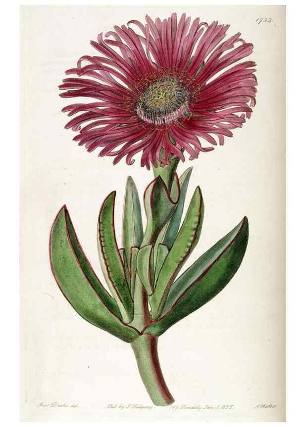 Reproducción/Reproduction 49823018672: Edwards's botanical register.. London :James Ridgway,1829-1847.. 