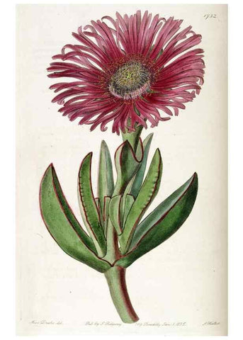 Reproducción/Reproduction 49823018672: Edwards's botanical register.. London :James Ridgway,1829-1847.. 
