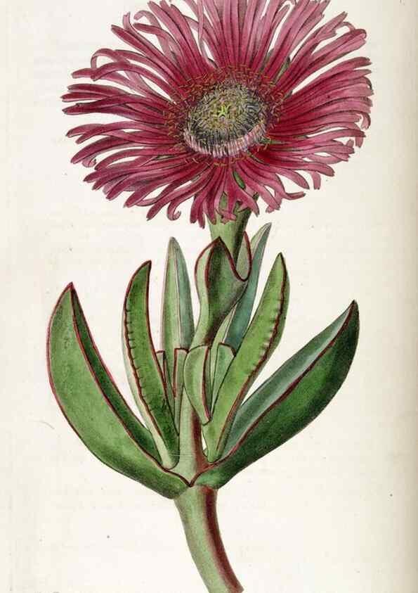 Reproducción/Reproduction 49823018672: Edwards's botanical register.. London :James Ridgway,1829-1847.. 