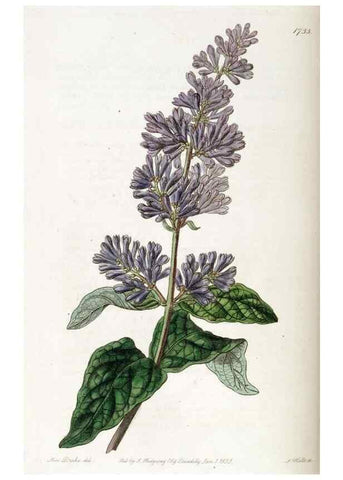 Reproducción/Reproduction 49822167493: Edwards's botanical register.. London :James Ridgway,1829-1847.. 