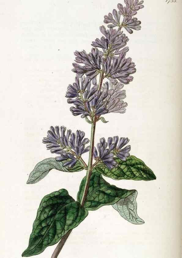 Reproducción/Reproduction 49822167493: Edwards's botanical register.. London :James Ridgway,1829-1847.. 