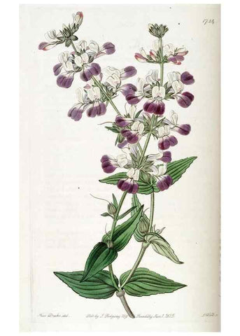 Reproducción/Reproduction 49822167858: Edwards's botanical register.. London :James Ridgway,1829-1847.. 
