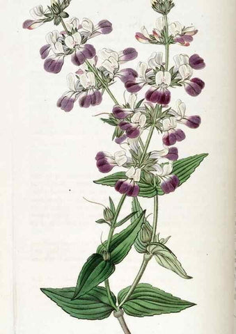 Reproducción/Reproduction 49822167858: Edwards's botanical register.. London :James Ridgway,1829-1847.. 