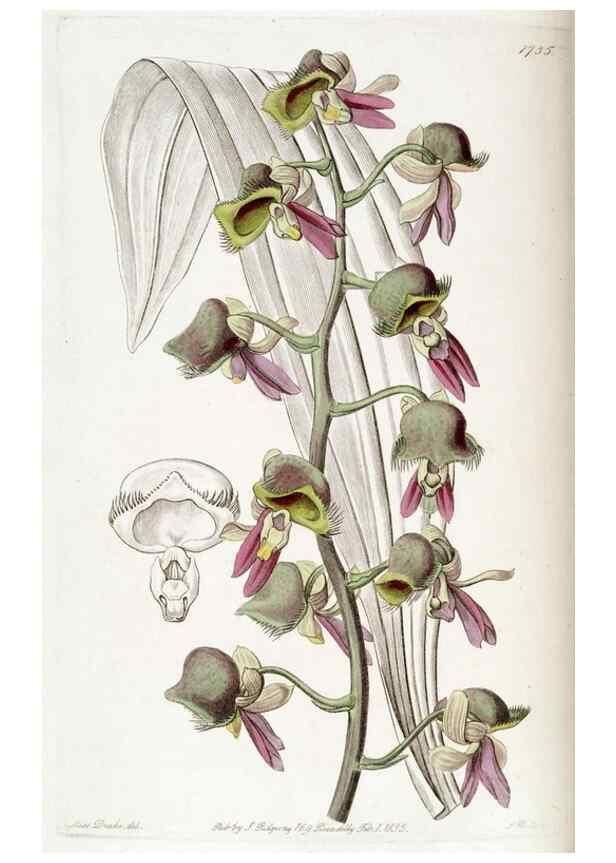 Reproducción/Reproduction 49823020022: Edwards's botanical register.. London :James Ridgway,1829-1847.. 
