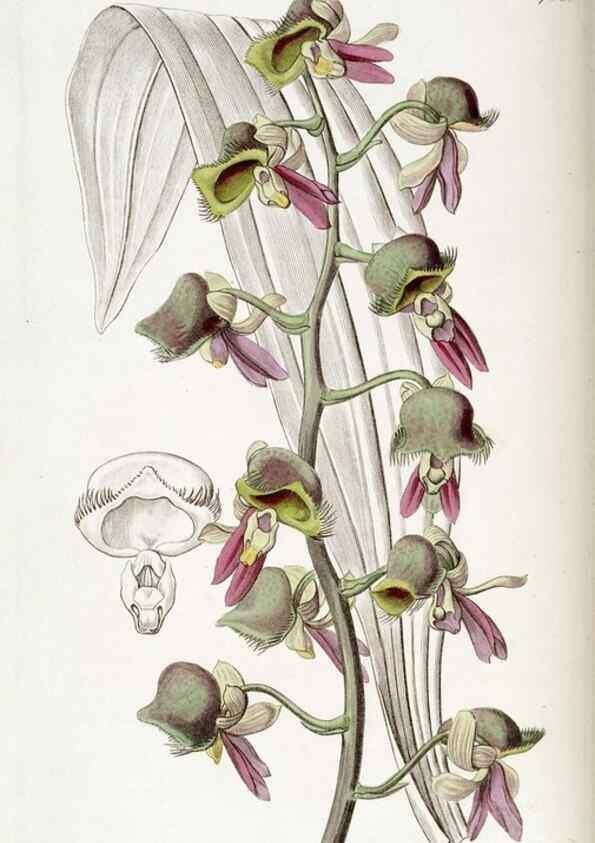 Reproducción/Reproduction 49823020022: Edwards's botanical register.. London :James Ridgway,1829-1847.. 