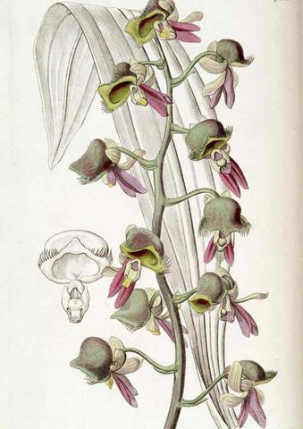 Reproducción/Reproduction 49823020022: Edwards's botanical register.. London :James Ridgway,1829-1847.. 