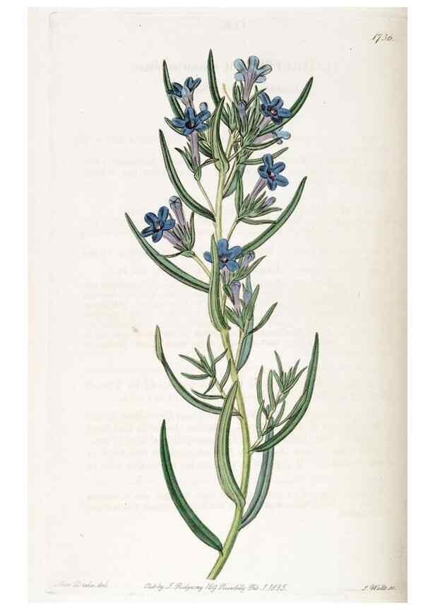 Reproducción/Reproduction 49822168753: Edwards's botanical register.. London :James Ridgway,1829-1847.. 