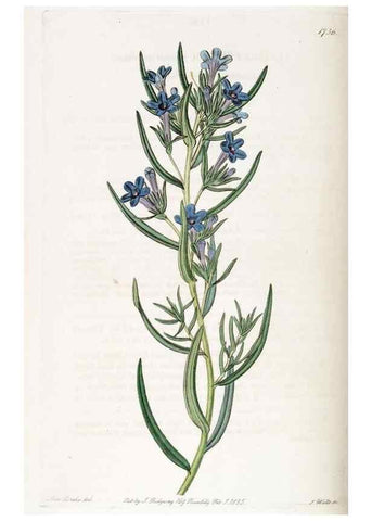 Reproducción/Reproduction 49822168753: Edwards's botanical register.. London :James Ridgway,1829-1847.. 