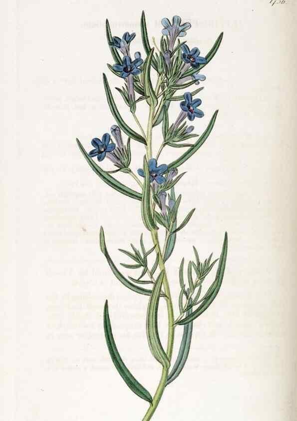 Reproducción/Reproduction 49822168753: Edwards's botanical register.. London :James Ridgway,1829-1847.. 