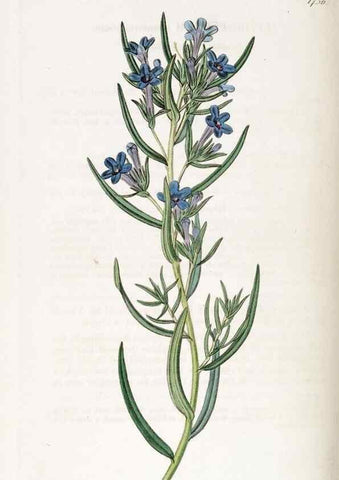 Reproducción/Reproduction 49822168753: Edwards's botanical register.. London :James Ridgway,1829-1847.. 