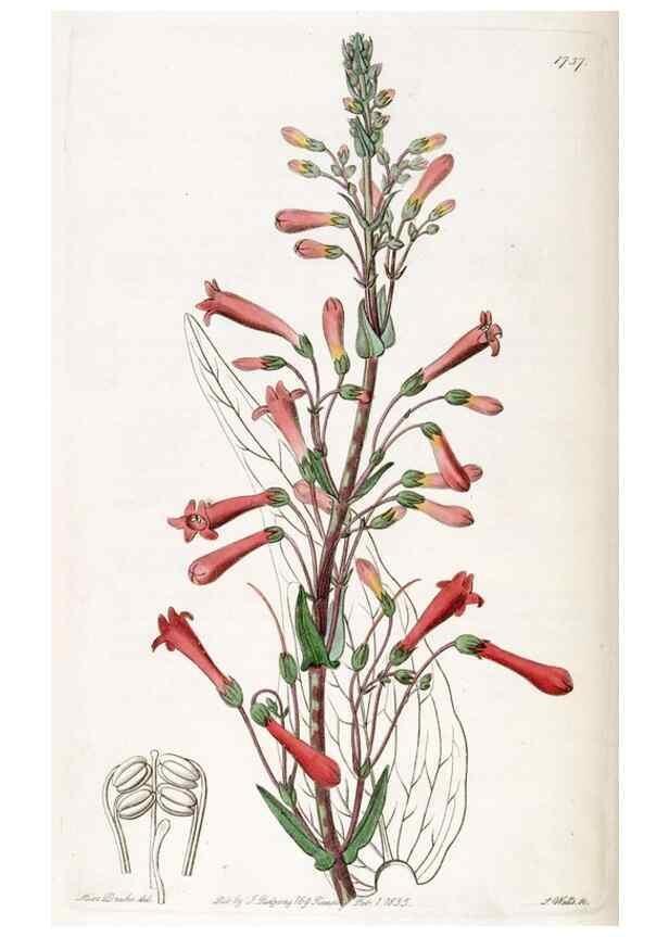 Reproducción/Reproduction 49822704991: Edwards's botanical register.. London :James Ridgway,1829-1847.. 