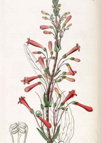 Reproducción/Reproduction 49822704991: Edwards's botanical register.. London :James Ridgway,1829-1847.. 
