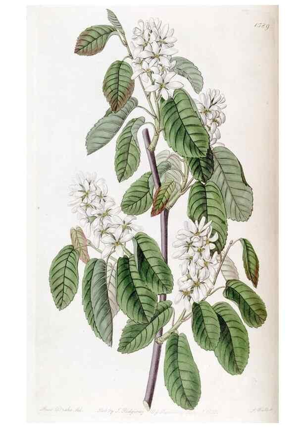 Reproducción/Reproduction 49822398993: Edwards's botanical register.. London :James Ridgway,1829-1847.. 