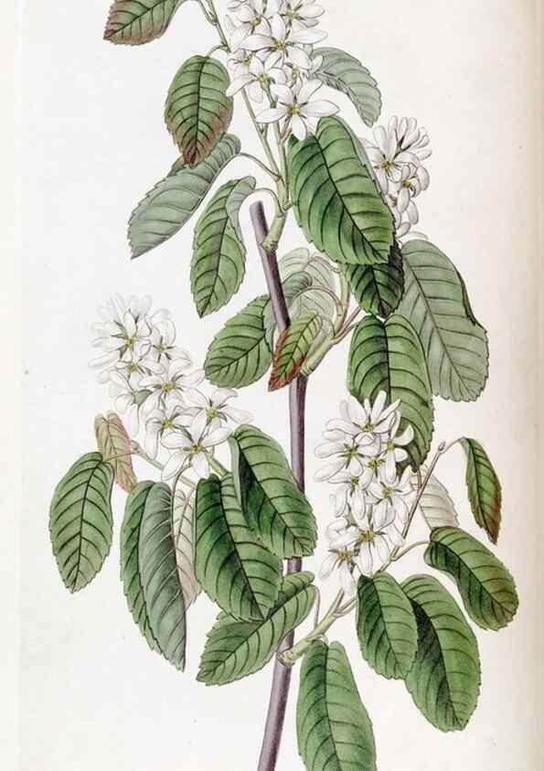 Reproducción/Reproduction 49822398993: Edwards's botanical register.. London :James Ridgway,1829-1847.. 
