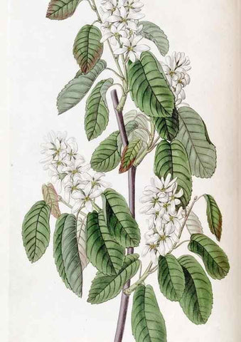 Reproducción/Reproduction 49822398993: Edwards's botanical register.. London :James Ridgway,1829-1847.. 