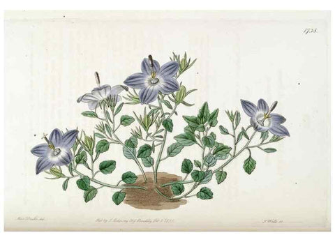 Reproducción/Reproduction 49822169538: Edwards's botanical register.. London :James Ridgway,1829-1847.. 