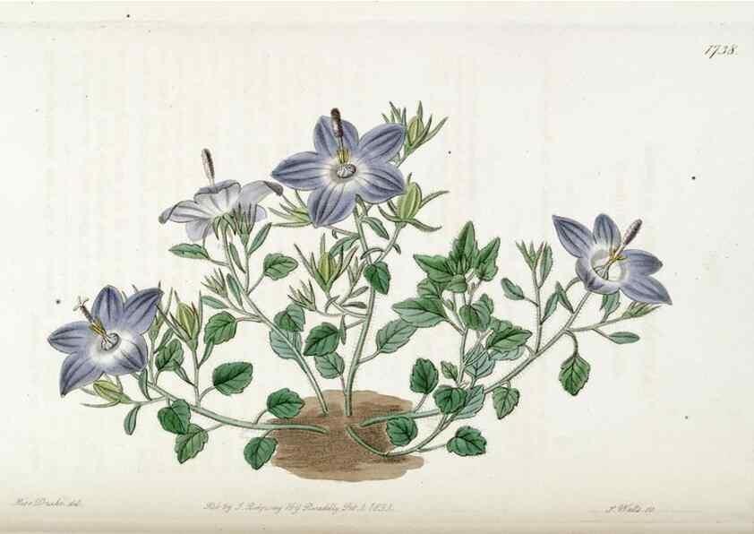 Reproducción/Reproduction 49822169538: Edwards's botanical register.. London :James Ridgway,1829-1847.. 