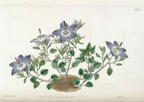 Reproducción/Reproduction 49822169538: Edwards's botanical register.. London :James Ridgway,1829-1847.. 