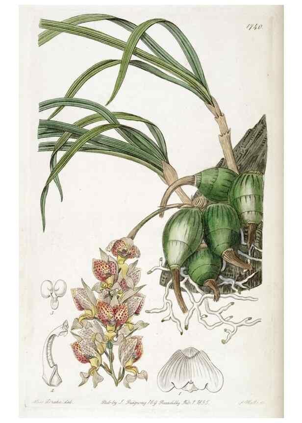 Reproducción/Reproduction 49822170493: Edwards's botanical register.. London :James Ridgway,1829-1847.. 