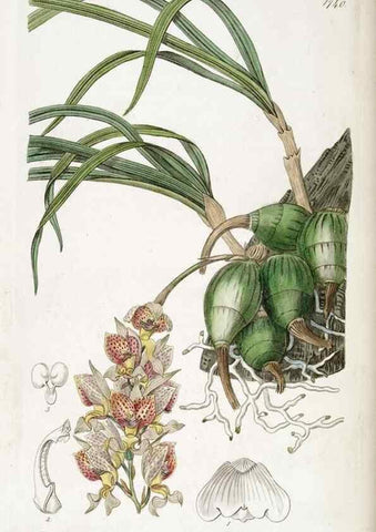 Reproducción/Reproduction 49822170493: Edwards's botanical register.. London :James Ridgway,1829-1847.. 