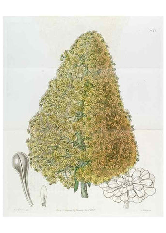 Reproducción/Reproduction 49823022397: Edwards's botanical register.. London :James Ridgway,1829-1847.. 