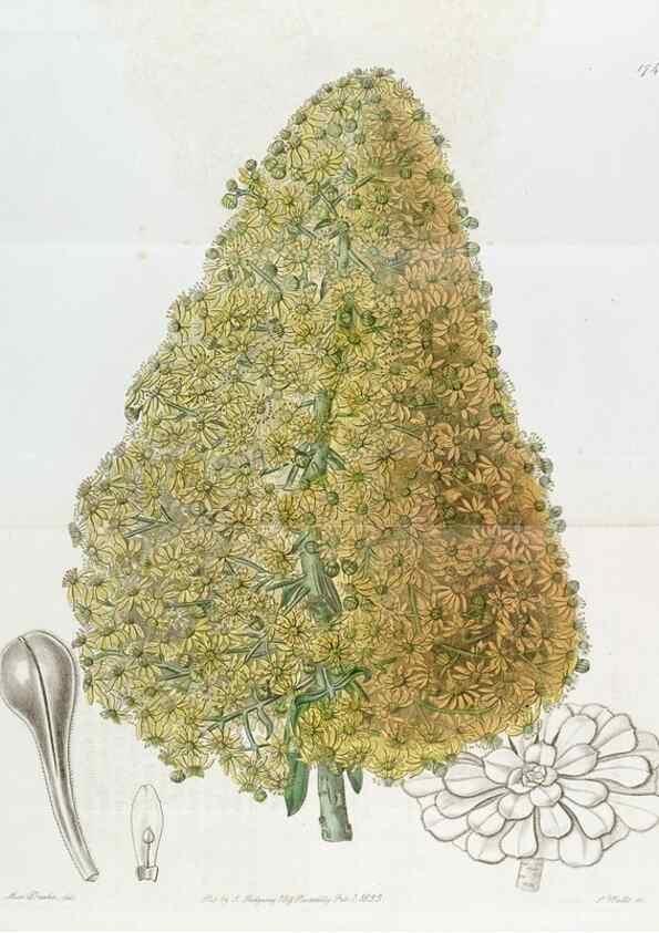 Reproducción/Reproduction 49823022397: Edwards's botanical register.. London :James Ridgway,1829-1847.. 