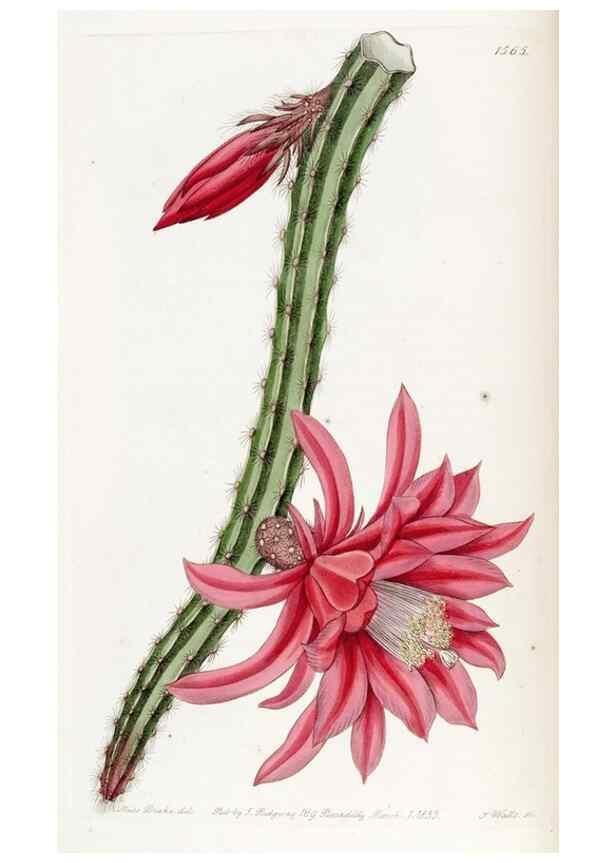 Reproducción/Reproduction 49823240182: Edwards's botanical register.. London :James Ridgway,1829-1847.. 