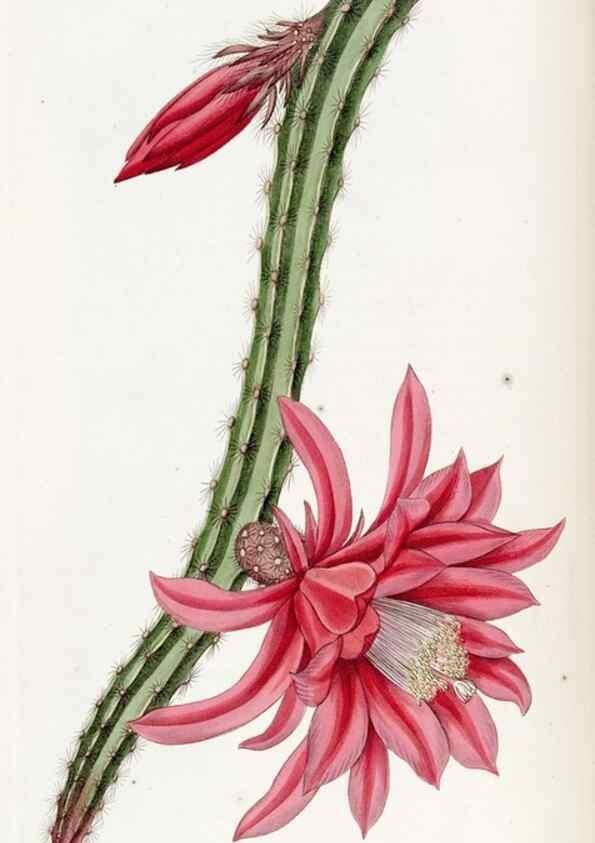 Reproducción/Reproduction 49823240182: Edwards's botanical register.. London :James Ridgway,1829-1847.. 