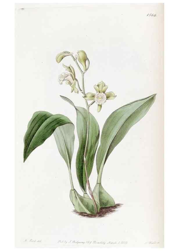 Reproducción/Reproduction 49822389558: Edwards's botanical register.. London :James Ridgway,1829-1847.. 
