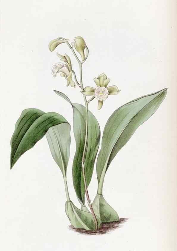 Reproducción/Reproduction 49822389558: Edwards's botanical register.. London :James Ridgway,1829-1847.. 