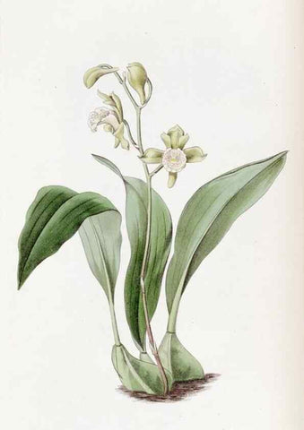 Reproducción/Reproduction 49822389558: Edwards's botanical register.. London :James Ridgway,1829-1847.. 