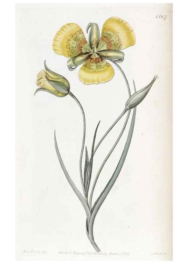 Reproducción/Reproduction 49822923156: Edwards's botanical register.. London :James Ridgway,1829-1847.. 